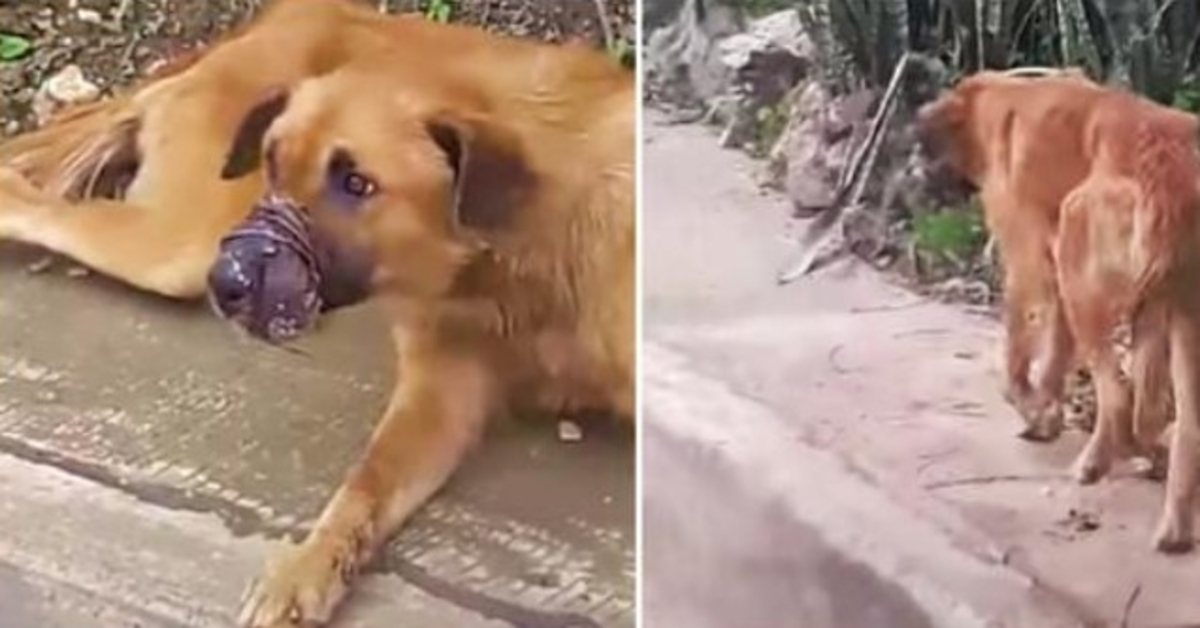 Un chien au museau scellé ne les laissait pas s’approcher, mais les guidait sur un chemin