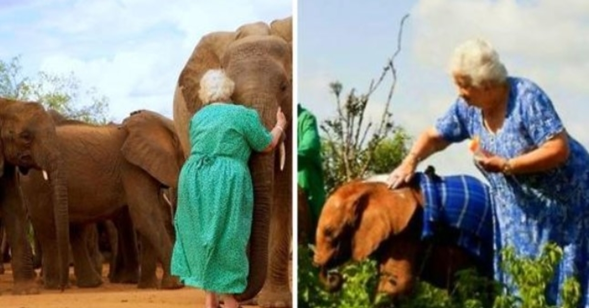 Des éléphants qui ont perdu leurs parents à cause du commerce de l’ivoire courent embrasser l’ange qui les a élevés