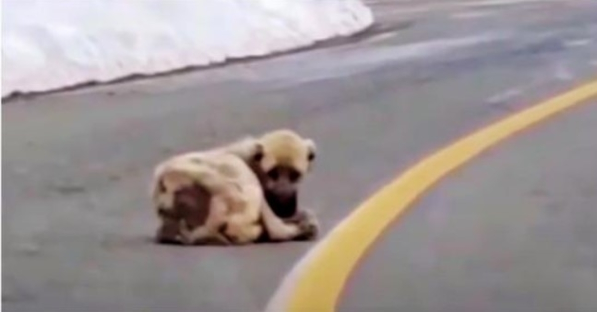 Un chien creux allongé sur la route aspirait à la chaleur et à une vie meilleure, mais son cœur était sauvage