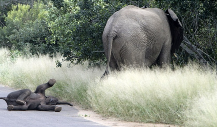 Un bébé éléphant lance la plus belle crise de colère jamais filmée