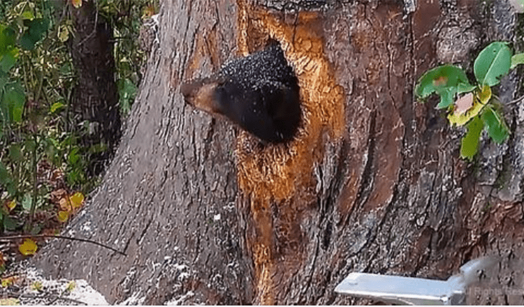 Ce sauvetage émotionnel d’ours touchera votre cœur