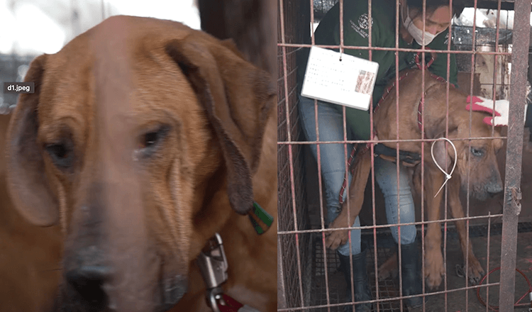 Le dernier chien à sauver de la ferme à viande, Robin avait peur de quitter son chenil