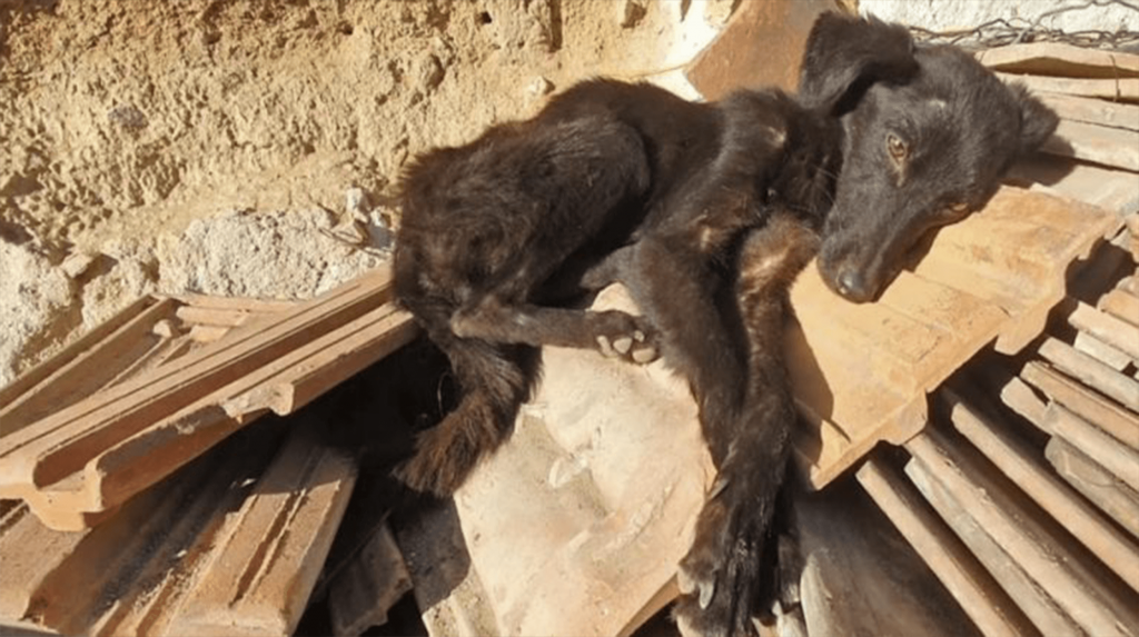 Trouvé dans un garage délabré Un chien affamé se met à remuer la queue à l’arrivée des sauveteurs