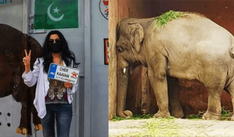 Pourquoi la chanteuse américaine Cher a libéré l’éléphant Kavaan du zoo du Pakistan