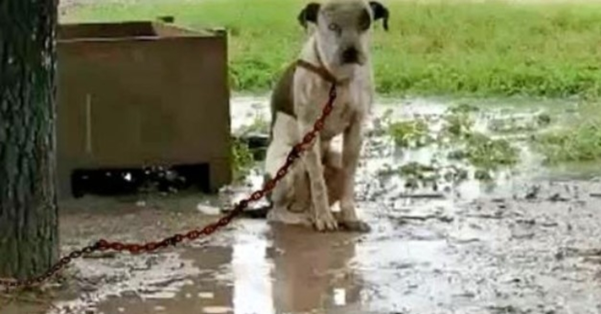 Chien enchaîné qui est méprisé par son propriétaire et ne peut pas s’allonger, ne veut qu’une chose