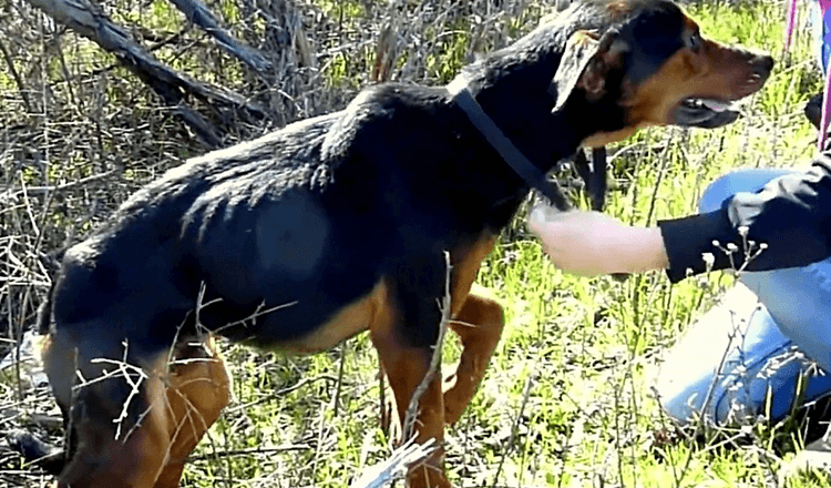 Chien avec une jambe cassée, la femme est là pour l’aider, alors il lui saute dans les bras