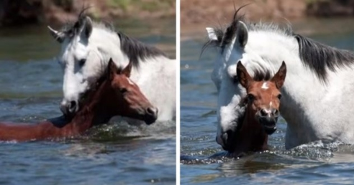 Moment réconfortant, un cheval sauvage sauve une jeune pouliche de la noyade