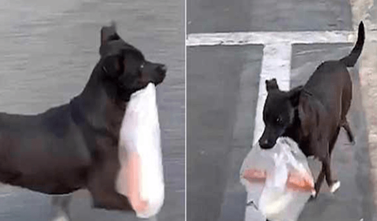 Depuis dix ans, ce chien va tous les jours au magasin pour acheter le petit-déjeuner de sa grand-mère adorée