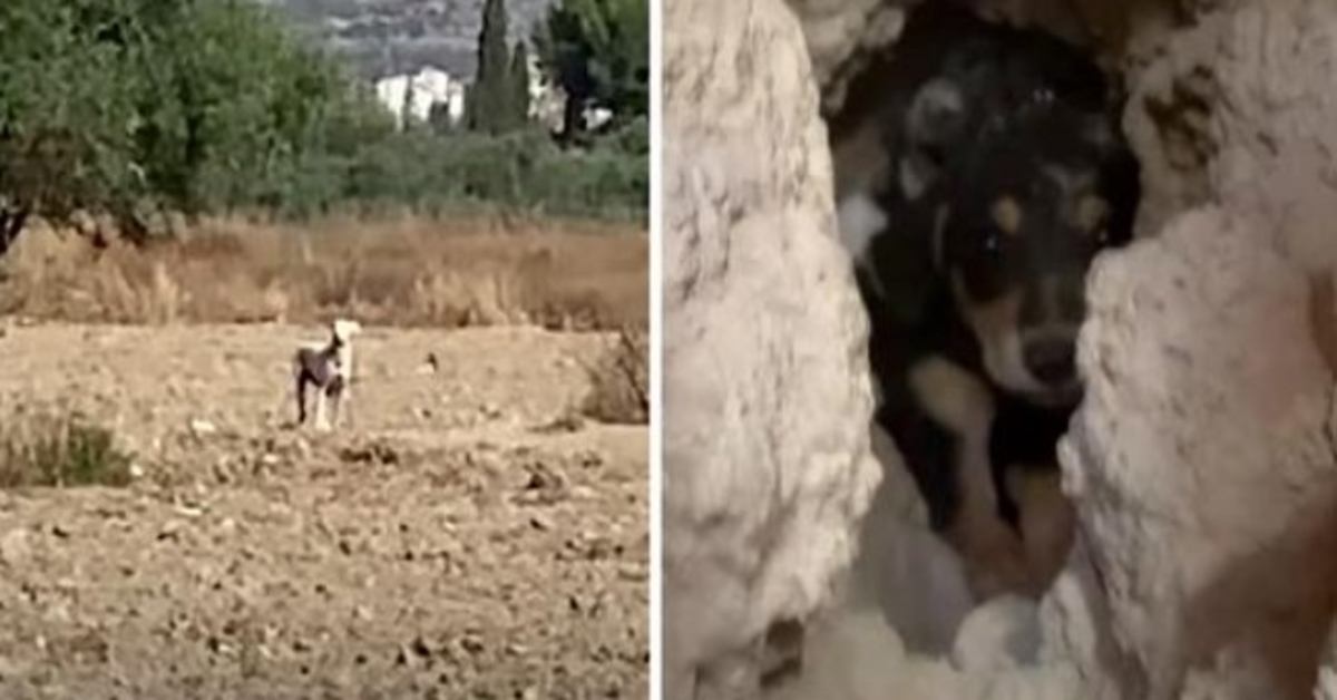 Maman a regardé de loin alors qu’ils essayaient de prendre les chiots qu’elle avait enterrés