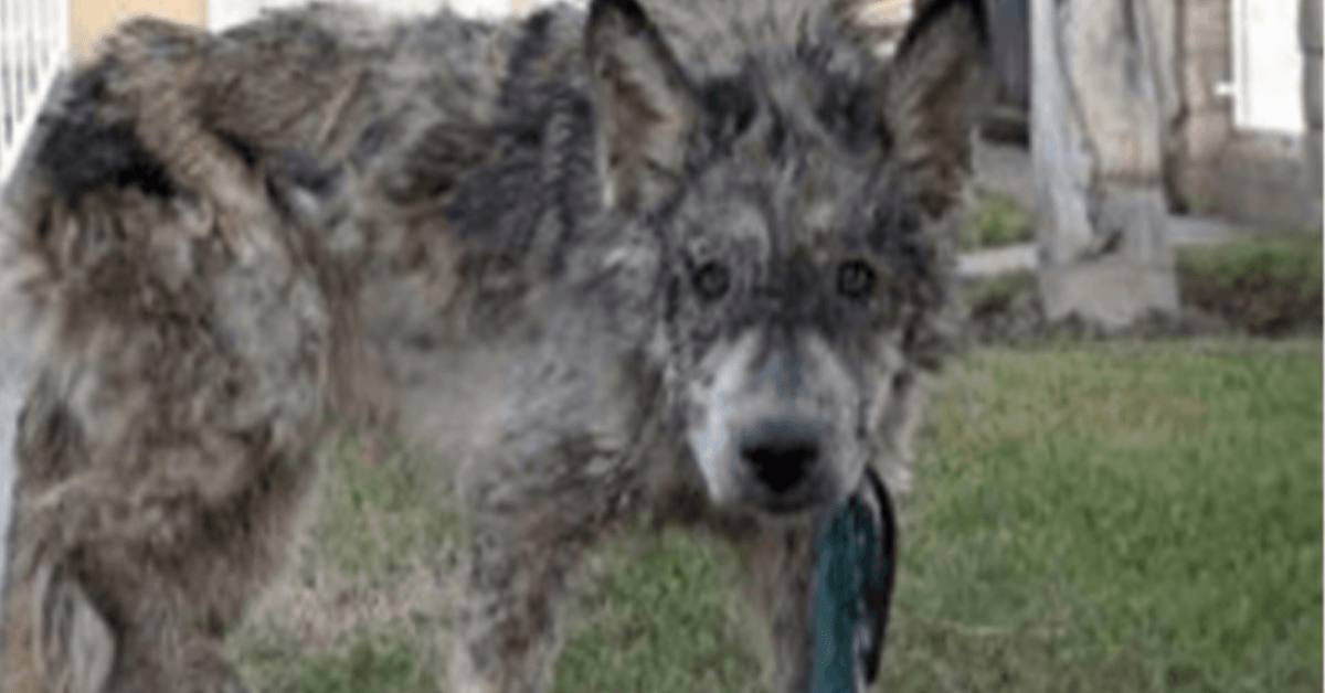 Ils sauvaient un chien négligé, mais ce n’était pas un chien