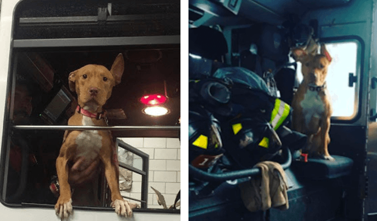 Un chien abandonné par sa famille traîne avec les pompiers toute la journée maintenant