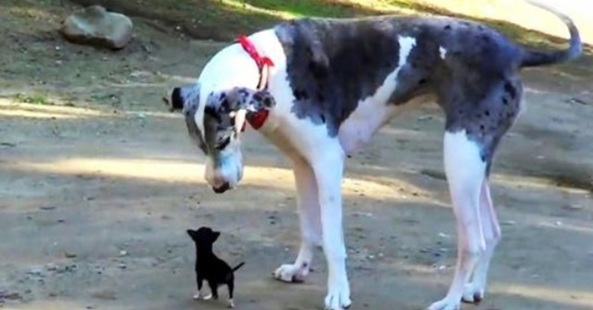 Un chiot minuscule s’échappe d’un chenil et essaie de se lier d’amitié avec un gros chien