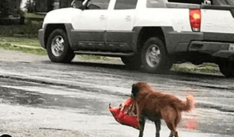 “Le chien sans-abri portait un paquet dans ses dents”: ce jour-là, il a sauvé une petite vie humaine