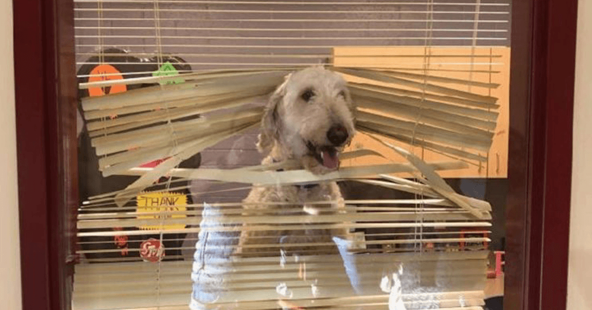 Labradoodle suit les enfants à l’école, puis la famille reçoit sa photo dans le bureau du directeur