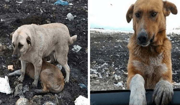 Un chien errant qui vivait à la décharge suppliait les gens de l’adopter