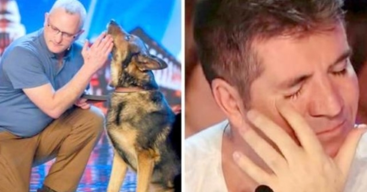 Un chien policier poignardé dans l’exercice de ses fonctions, a Simon Cowell qui retient ses larmes sur BGT