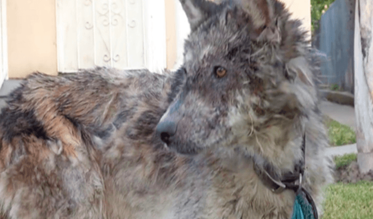 Ce «loup en liberté» s’est avéré être un animal doux, à la recherche d’un foyer aimant pour toujours