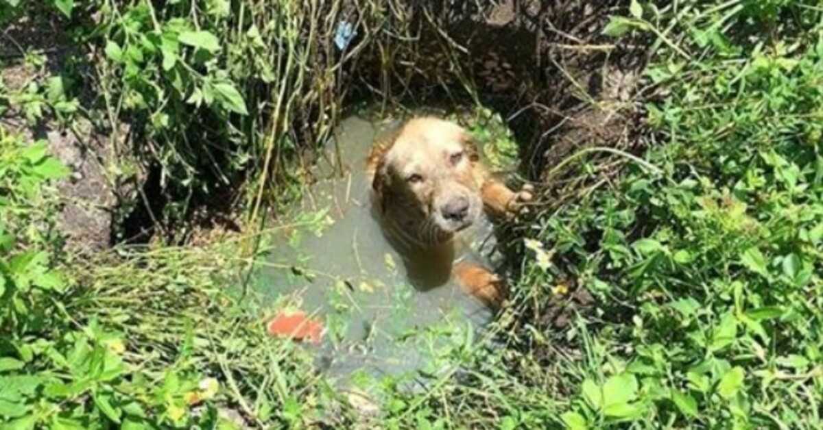 Un policier aide à sauver un chiot de la noyade, puis décide de devenir son père