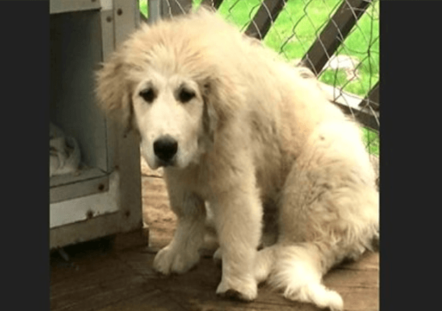 Un chiot des Grandes Pyrénées négligé avec une patte déformée obtient une seconde chance