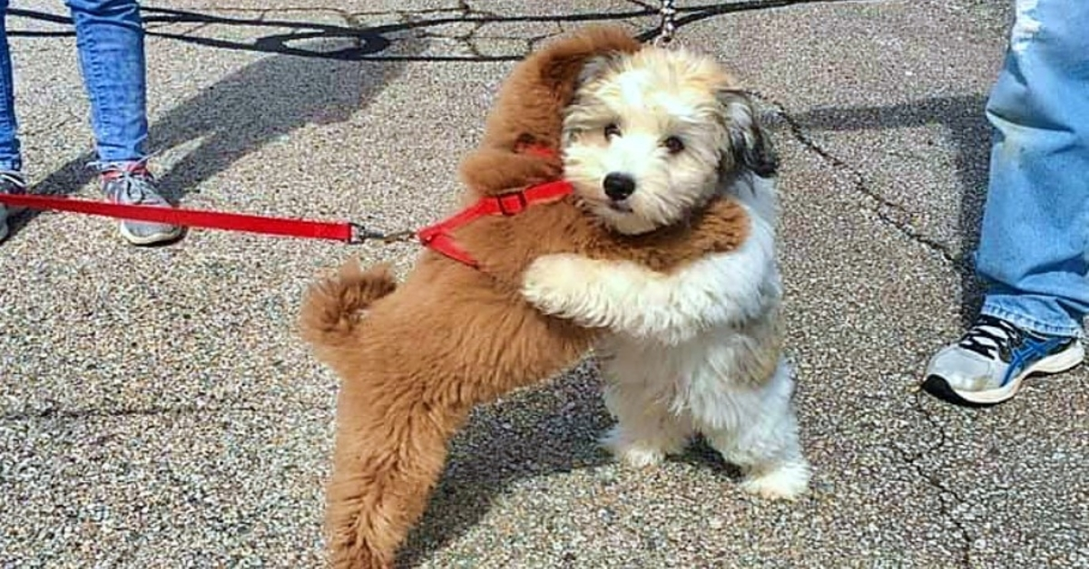 Les meilleurs amis des chiots se saluent avec un câlin à chaque fois qu’ils se voient