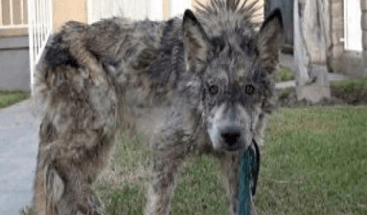 Ils sauvaient un chien négligé, mais ce n’était pas un chien