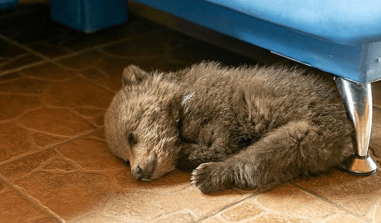 Un homme adopte un petit ourson pour lui sauver la vie après avoir erré dans un village (+7 photos)