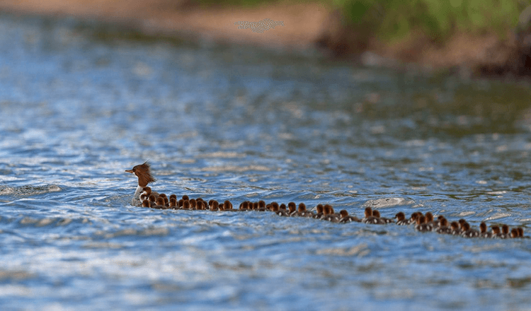 «Super maman» repérée sur un lac du Minnesota – avec 56 canetons en remorque