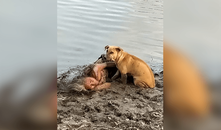 Un chien errant trouve et protège une femme âgée aveugle au bord de la rivière