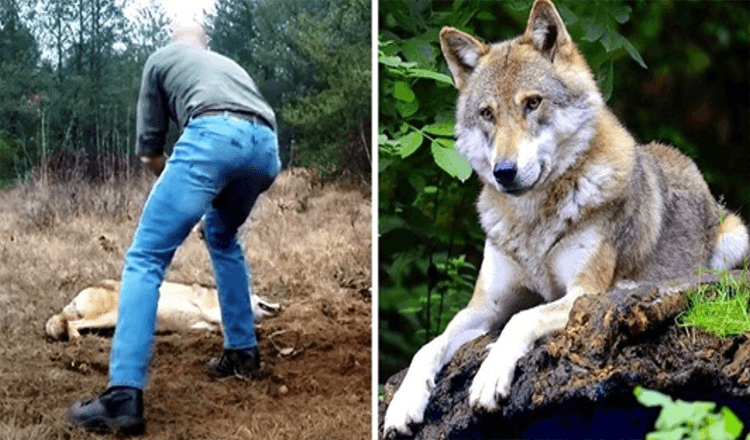 Un homme sauve un loup mourant et ses petits, des années plus tard, le loup lui rend la pareille