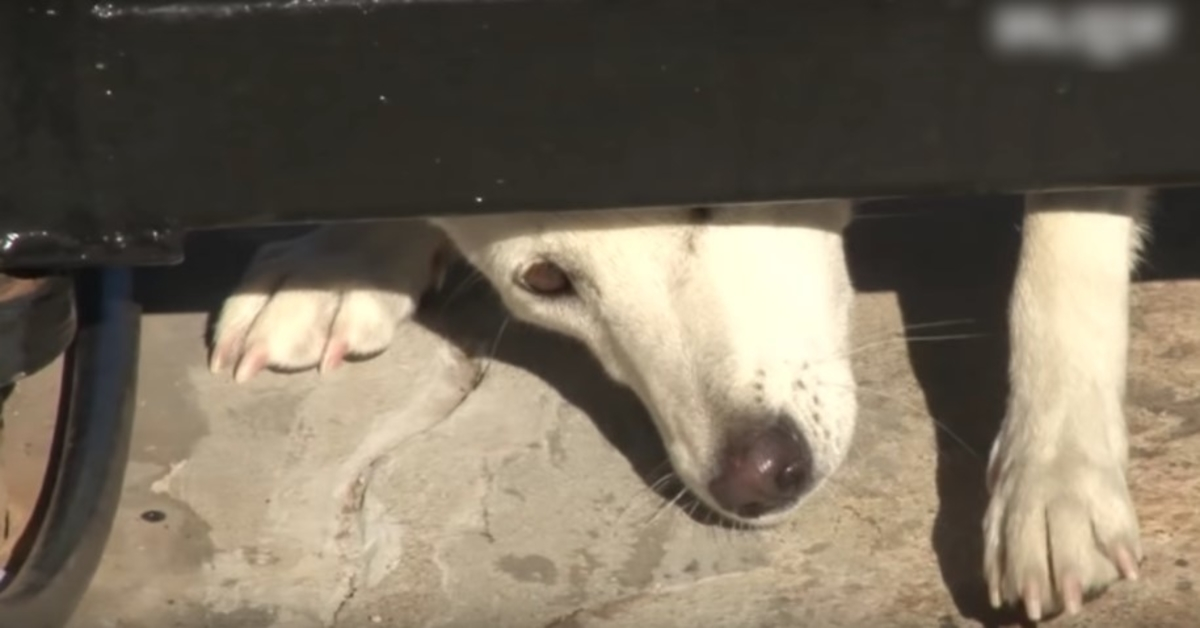 Un chien mal-aimé rampe sous sa porte pour demander un toit, mais sa femme ne cède pas