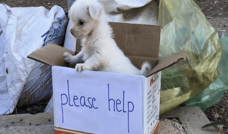 Un chiot triste attend dans la rue l’aide de quelqu’un