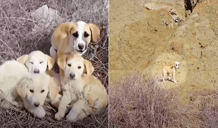 Une femme et son mari rencontrent des chiots indésirables, ils veulent tous être sauvés mais 1