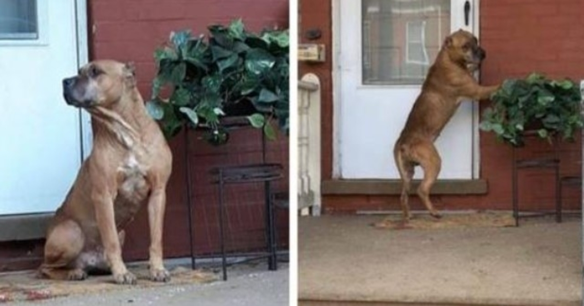 Le chien a attendu sur le porche pendant des semaines après que sa famille a déménagé