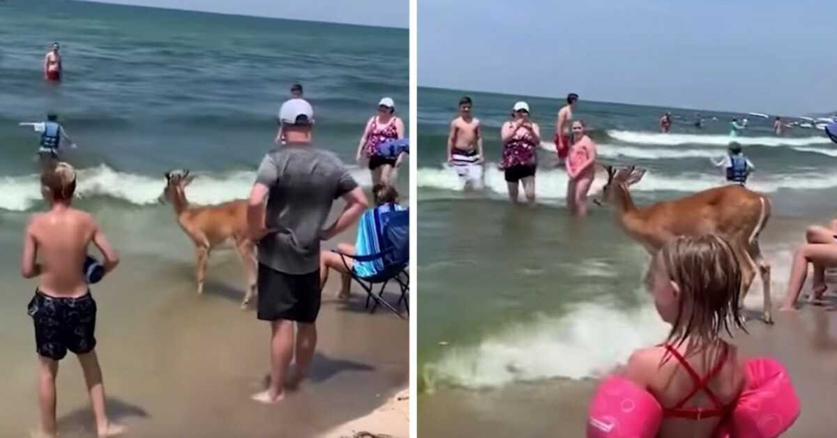 Un cerf apparaît dans les bois pour profiter d’une journée à la plage