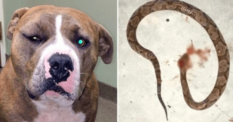 Loyal Pit Bull est passé à l’action pour sauver son humain d’un serpent venimeux