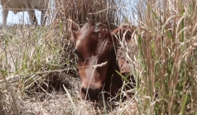 Une mère vache continue de cacher son veau nouveau-né pour l’empêcher d’être emmenée