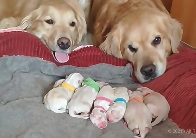 Des parents Golden Retriever veillent sur leurs chiots nouveau-nés (vidéo)