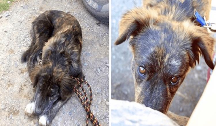 Un couple en voyage trouve un chien solitaire à la station-service, le chien les supplie de l’aider