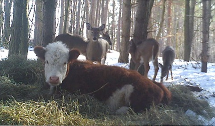 Un bébé vache s’échappe d’un abattoir et est adopté par une famille de cerfs sauvages