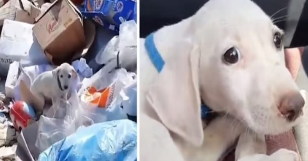 Un chiot jeté à la décharge a la meilleure vie maintenant