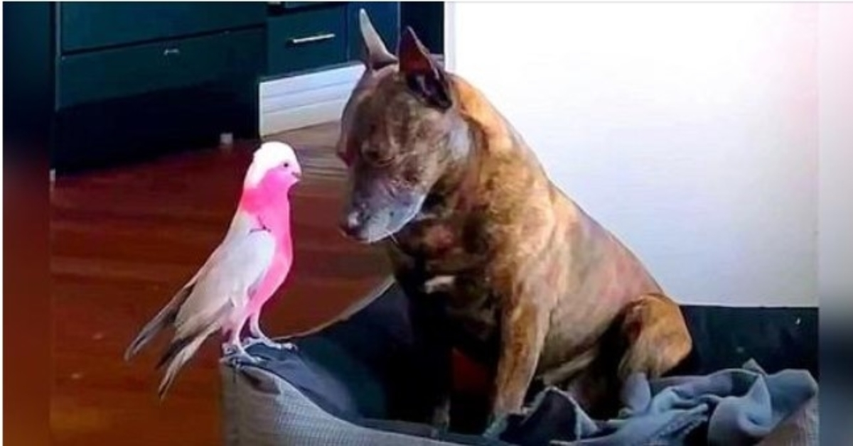 Un chien déprimé pleure toute la journée après que l’oiseau blessé qu’il a sauvé guérisse et s’envole