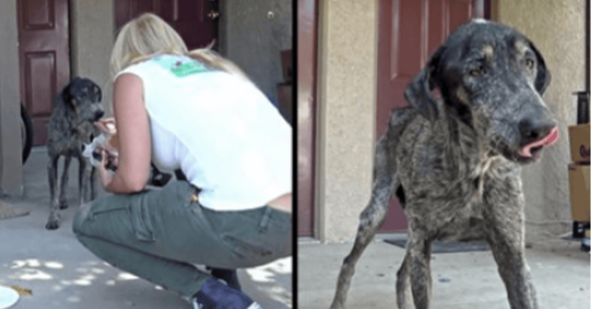 Le propriétaire du chien pensait qu’elle était morte il y a deux ans, mais les sauveteurs l’ont trouvée vivant seule dans les montagnes