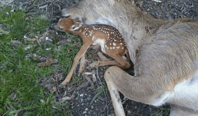 Un bébé cerf est allongé à côté du corps de sa mère en espérant qu’elle respirera à nouveau