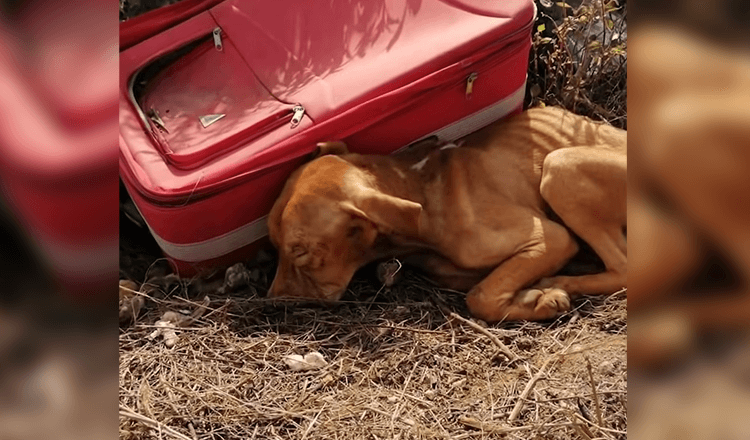 Le chiot est abandonné au milieu de nulle part dans une valise, mais il n’a pas arrêté de se battre