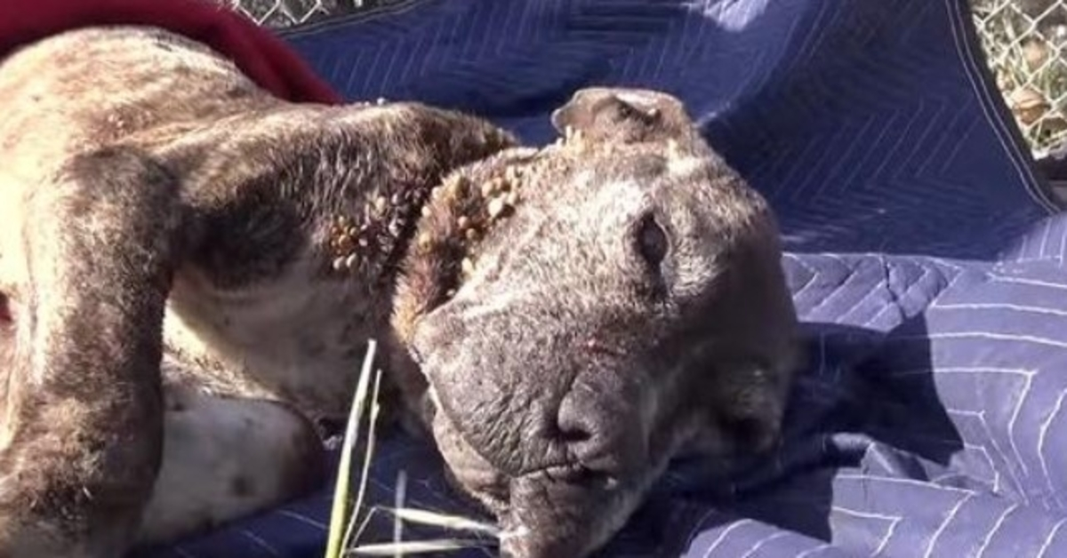 Des sauveteurs déplacent ciel et terre pour sauver un chien malade laissé mourir sur un pont