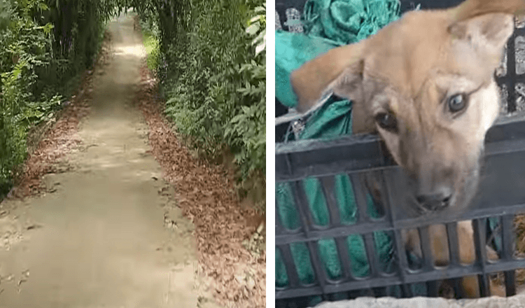 Un homme trouve un chiot abandonné et blessé dans une caisse noire alors qu’il rentrait chez lui