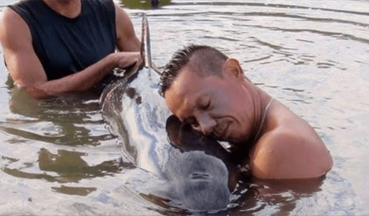 Des surfeurs entendent un bébé baleine pleurer et accourent pour l’aider