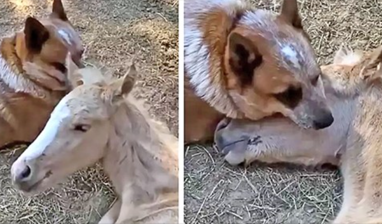 Un chien de sauvetage ne laissera pas un poulain orphelin dormir seul