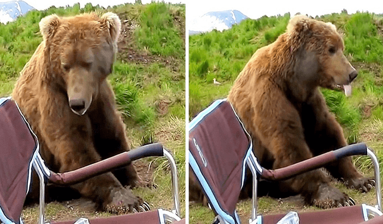 Ours se réveille de sa sieste et se dirige vers un camping-car et s’assied juste à côté de lui