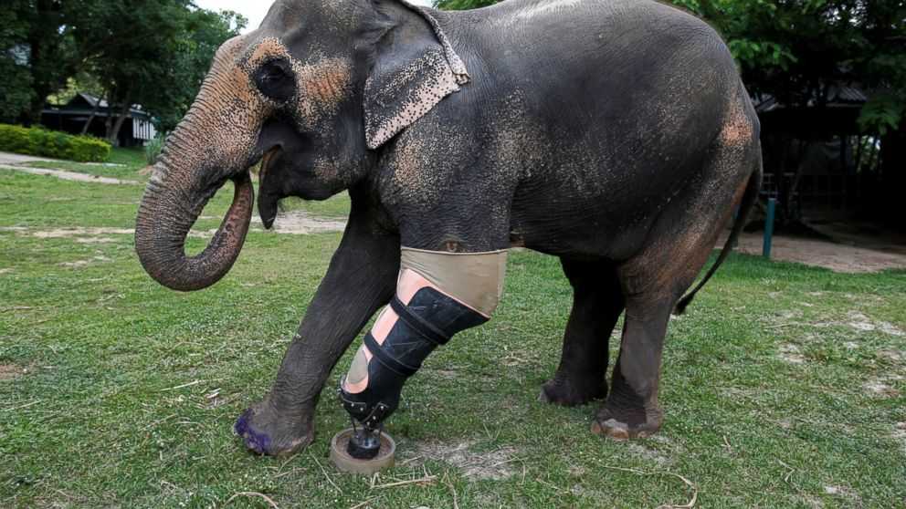 Un bébé éléphant a reçu une jambe prothétique après avoir perdu une jambe à cause d’une mine terrestre